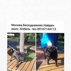 Подробнее об объявлении «Найдена собака кобель Москва» Фото: найдена собака Мопс «Найдена собака кобель Москва» в г. Москва