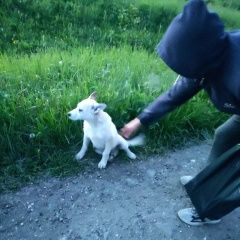 Подробнее об объявлении «Найдена собака Можайск» Фото: найдена собака  «Найдена собака Можайск» в г. Можайск