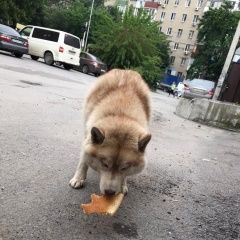 Подробнее об объявлении «Найдена собака Ростов-на-Дону» Фото: найдена собака Сибирская хаски «Найдена собака Ростов-на-Дону» в г. Ростов-на-Дону