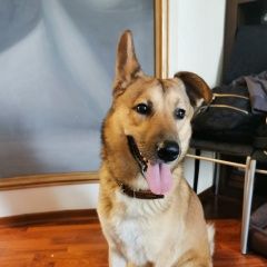 Подробнее об объявлении «Найдена собака кобель Москва» Фото: найдена собака  «Найдена собака кобель Москва» в г. Москва