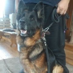 Подробнее об объявлении «Найдена собака волоколамск собака, овчарка, сука. Москва» Фото: найдена собака Немецкая овчарка «Найдена собака волоколамск собака, овчарка,...» в г. Москва