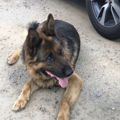 Подробнее об объявлении «Люберцы Найдена собака кобель» Фото: найдена собака Немецкая овчарка «Люберцы Найдена собака кобель» в г. Люберцы