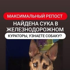 Подробнее об объявлении «Железнодорожный (Московск.) Найдена собака» Фото: найдена собака  «Железнодорожный (Московск.) Найдена собака» в г. Железнодорожный (Московск.)
