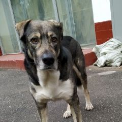 Подробнее об объявлении «Найдена собака кобель чей потеряшка? появился 6 июня вечером, Москва» Фото: найдена собака  «Найдена собака кобель чей потеряшка? появился 6...» в г. Москва