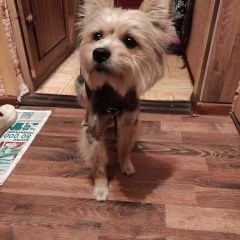 Подробнее об объявлении «Найдена собака кобель йоркширский терьер Москва» Фото: найдена собака Йоркширский терьер «Найдена собака кобель йоркширский терьер Москва» в г. Москва