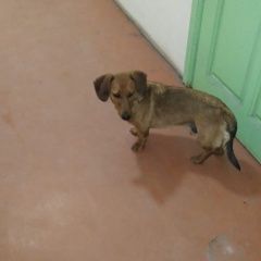 Подробнее об объявлении «Чита Найдена собака кобель такса» Фото: найдена собака Такса «Чита Найдена собака кобель такса» в г. Чита