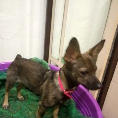 Подробнее об объявлении «Воронеж Найдена собака метис тоя» Фото: найдена собака  «Воронеж Найдена собака метис тоя» в г. Воронеж