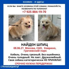 Подробнее об объявлении «Найдена собака кобель шпиц Москва» Фото: найдена собака  «Найдена собака кобель шпиц Москва» в г. Москва
