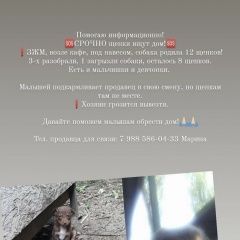 Подробнее об объявлении «Ростов-на-Дону Найдена собака» Фото: найдена собака  «Ростов-на-Дону Найдена собака» в г. Ростов-на-Дону