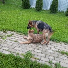 Подробнее об объявлении «Найдена собака сука немецкой овчарки со щенком Чехов» Фото: найдена собака Немецкая овчарка «Найдена собака сука немецкой овчарки со щенком...» в г. Чехов