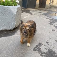 Подробнее об объявлении «Найдена собака кобель земляной вал 21 собачка Москва» Фото: найдена собака Йоркширский терьер «Найдена собака кобель земляной вал 21 собачка...» в г. Москва