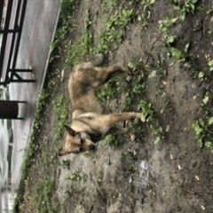 Подробнее об объявлении «Найдена собака в новогиреево Москва» Фото: найдена собака  «Найдена собака в новогиреево Москва» в г. Москва