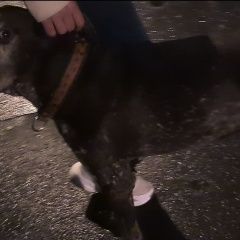 Подробнее об объявлении «Найдена собака кобель Москва» Фото: найдена собака  «Найдена собака кобель Москва» в г. Москва