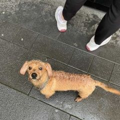 Подробнее об объявлении «Найдена собака Зеленоград» Фото: найдена собака  «Найдена собака Зеленоград» в г. Зеленоград