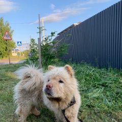 Подробнее об объявлении «Найдена собака кобель порода чау-чау Лаишево» Фото: найдена собака Чау-чау «Найдена собака кобель порода чау-чау Лаишево» в г. Лаишево