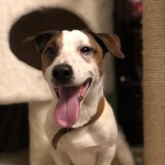 Подробнее об объявлении «Найдена собака кобель джек рассел терьер Москва» Фото: найдена собака Джек рассел терьер «Найдена собака кобель джек рассел терьер Москва» в г. Москва