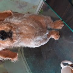 Подробнее об объявлении «Найдена собака кобель бородатик. Зеленоград» Фото: найдена собака  «Найдена собака кобель бородатик. Зеленоград» в г. Зеленоград