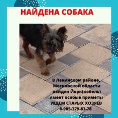 Подробнее об объявлении «Найдена собака кобель йорк чёрного цвета Видное» Фото: найдена собака Йоркширский терьер «Найдена собака кобель йорк чёрного цвета Видное» в г. Видное