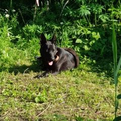 Подробнее об объявлении «Талдом Найдена собака кобель в снт зодчий-2 никулки ский р-н» Фото: найдена собака  «Талдом Найдена собака кобель в снт зодчий-2...» в г. Талдом