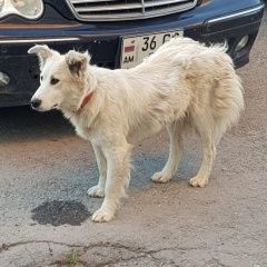 Подробнее об объявлении «Липецк Найдена собака» Фото: найдена собака  «Липецк Найдена собака» в г. Липецк
