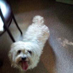 Подробнее об объявлении «Воронеж Найдена собака кобель белый кобель» Фото: найдена собака  «Воронеж Найдена собака кобель белый кобель» в г. Воронеж