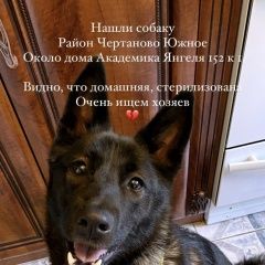 Подробнее об объявлении «Найдена собака Москва» Фото: найдена собака  «Найдена собака Москва» в г. Москва