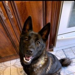 Подробнее об объявлении «Найдена собака чёрная, метис лайки Москва» Фото: найдена собака  «Найдена собака чёрная, метис лайки Москва» в г. Москва