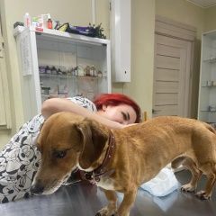 Подробнее об объявлении «Найдена собака кобель, такса или метис, возрастной Москва» Фото: найдена собака Такса «Найдена собака кобель, такса или метис,...» в г. Москва