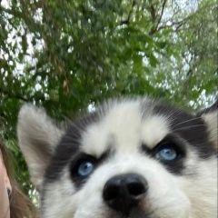 Подробнее об объявлении «Найдена собака кобель Москва» Фото: найдена собака Сибирская хаски «Найдена собака кобель Москва» в г. Москва