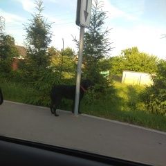 Подробнее об объявлении «Найдена собака Троицк» Фото: найдена собака  «Найдена собака Троицк» в г. Троицк