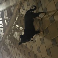 Подробнее об объявлении «Анапа Найдена собака кобель небольшой мальчик» Фото: найдена собака  «Анапа Найдена собака кобель небольшой мальчик» в г. Анапа