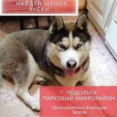 Подробнее об объявлении «Найдена собака кобель молодой хаски Подольск» Фото: найдена собака Сибирская хаски «Найдена собака кобель молодой хаски Подольск» в г. Подольск