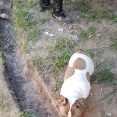 Подробнее об объявлении «Воронеж Найдена собака кобель» Фото: найдена собака Французский бульдог «Воронеж Найдена собака кобель» в г. Воронеж