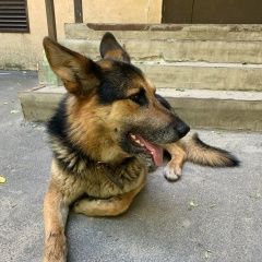 Подробнее об объявлении «Воронеж Найдена собака кобель немецкая овчарка» Фото: найдена собака Немецкая овчарка «Воронеж Найдена собака кобель немецкая овчарка» в г. Воронеж