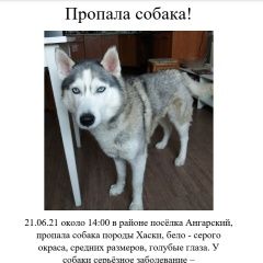 Подробнее об объявлении «Найдена собака сибирский хаски Волгоград» Фото: найдена собака Сибирская хаски «Найдена собака сибирский хаски Волгоград» в г. Волгоград