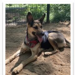 Подробнее об объявлении «Найдена собака Москва» Фото: найдена собака  «Найдена собака Москва» в г. Москва