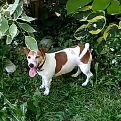 Подробнее об объявлении «Воронеж Найдена собака» Фото: найдена собака Джек рассел терьер «Воронеж Найдена собака» в г. Воронеж