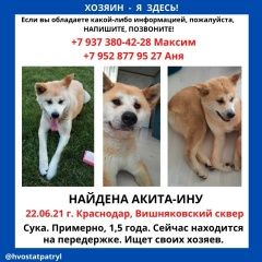 Подробнее об объявлении «Краснодар Найдена собака» Фото: найдена собака Акита-ину «Краснодар Найдена собака» в г. Краснодар