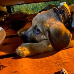 Подробнее об объявлении «Найдена собака потеряла хозяина собака Химки» Фото: найдена собака  «Найдена собака потеряла хозяина собака Химки» в г. Химки