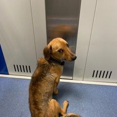 Подробнее об объявлении «Найдена собака кобель рыжая такса или метис таксы Зеленоград» Фото: найдена собака Такса «Найдена собака кобель рыжая такса или метис...» в г. Зеленоград