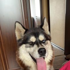 Подробнее об объявлении «Красково Найдена собака кобель у карьера коренево кобель маламут» Фото: найдена собака Аляскинский маламут «Красково Найдена собака кобель у карьера...» в г. Красково