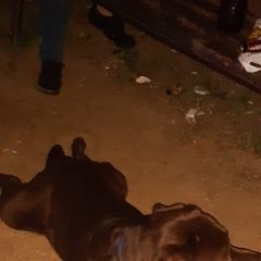 Подробнее об объявлении «Найдена собака кобель чёрный лобрадор Москва» Фото: найдена собака Лабрадор ретривер «Найдена собака кобель чёрный лобрадор Москва» в г. Москва