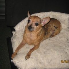 Подробнее об объявлении «Тюмень Найдена собака» Фото: найдена собака  «Тюмень Найдена собака» в г. Тюмень