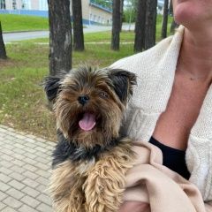 Подробнее об объявлении «Найдена собака кобель йоркширский терьер Верхняя Сысерть» Фото: найдена собака Йоркширский терьер «Найдена собака кобель йоркширский терьер...» в г. Верхняя Сысерть