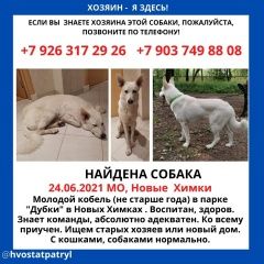 Подробнее об объявлении «Найдена собака кобель Химки» Фото: найдена собака  «Найдена собака кобель Химки» в г. Химки