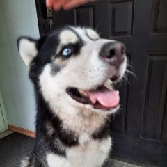 Подробнее об объявлении «Липецк Найдена собака.» Фото: найдена собака  «Липецк Найдена собака.» в г. Липецк