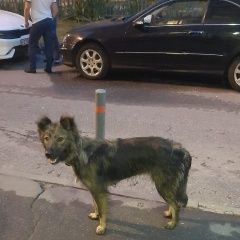 Подробнее об объявлении «Найдена собака Химки» Фото: найдена собака  «Найдена собака Химки» в г. Химки
