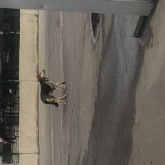 Подробнее об объявлении «Найдена собака Москва» Фото: найдена собака  «Найдена собака Москва» в г. Москва