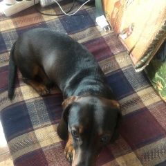 Подробнее об объявлении «Найдена собака кобель такса, чертаново южное Москва» Фото: найдена собака Такса «Найдена собака кобель такса, чертаново южное...» в г. Москва