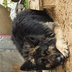 Подробнее об объявлении «Найдена собака кобель д.юрлово Можайск» Фото: найдена собака  «Найдена собака кобель д.юрлово Можайск» в г. Можайск